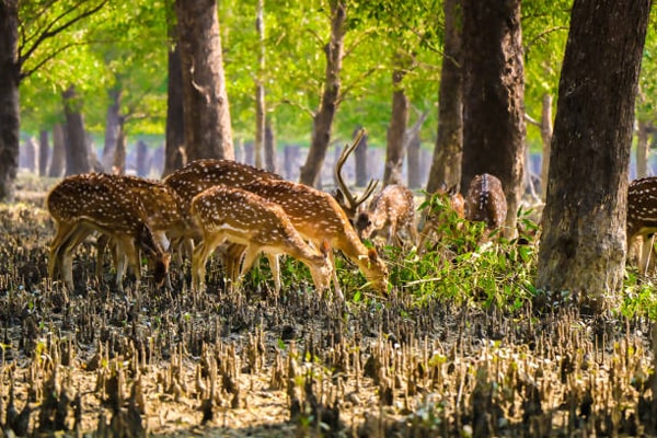 Sundarban Tour