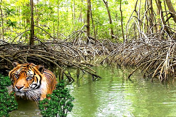 Sundarban Trip